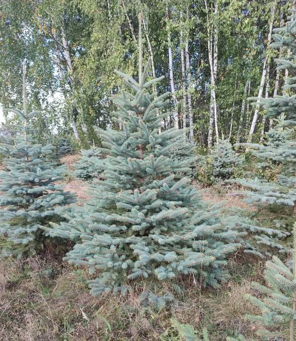 Plante Decorative Lylandii Tuia mesteacăn Brazii