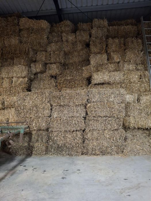 Baloți de paie, 8 lei buc