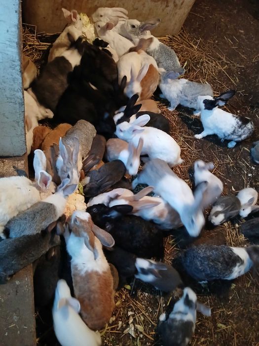 Vand iepurasi de casa