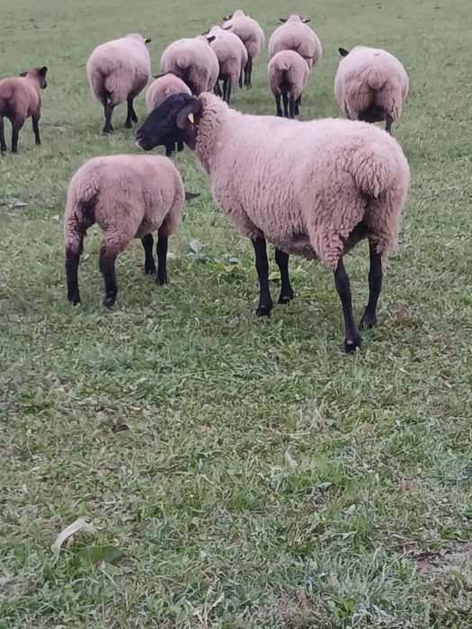Oi suffolk de vânzare