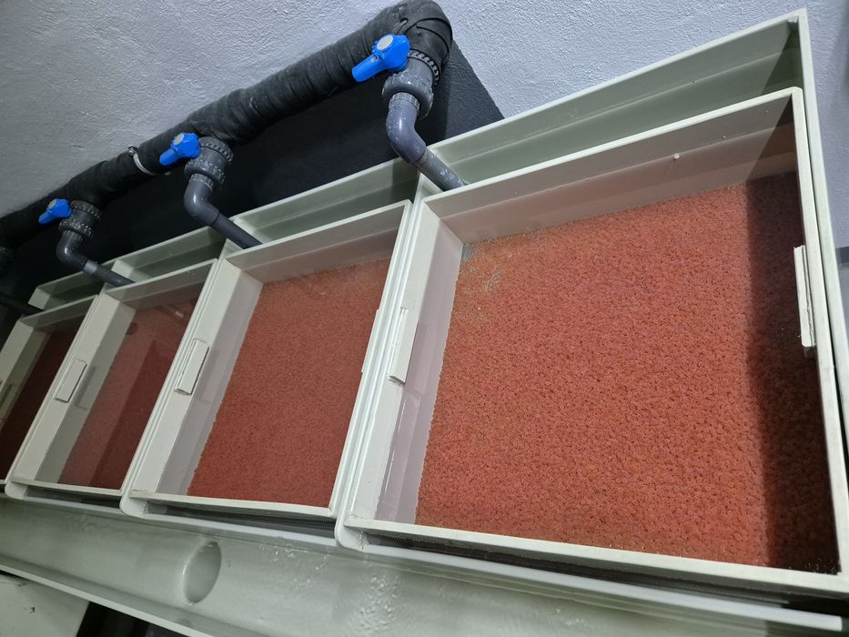 Puiet Pastrav Curcubeu, Baile Herculane