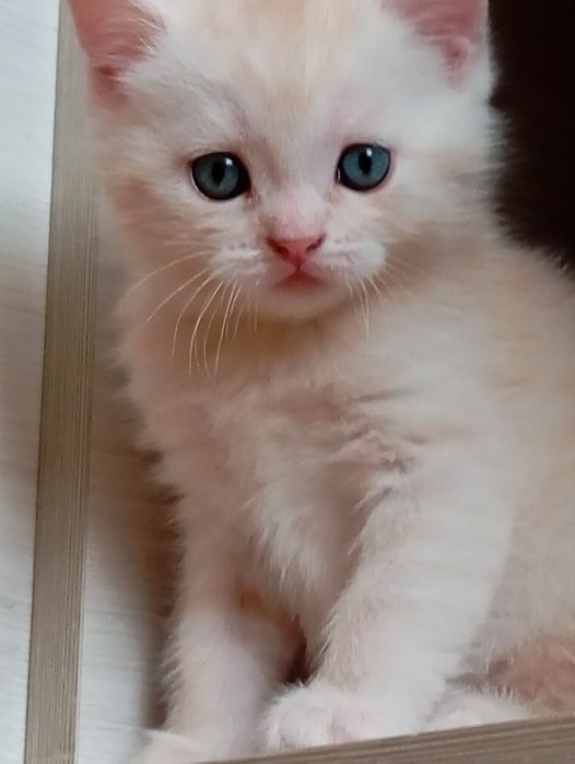 Шотландский котенок