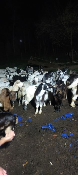 Vând capre bune de lapte și tinere mai multe detalii la tel