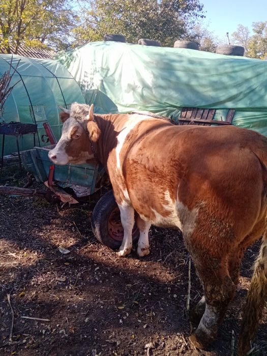 Junică baltata romaneasca de vanzare