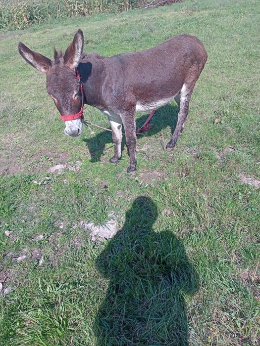 Vând un măgăruș ..