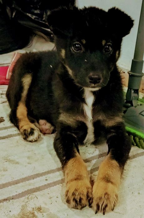 Metis ciobanesc german pui