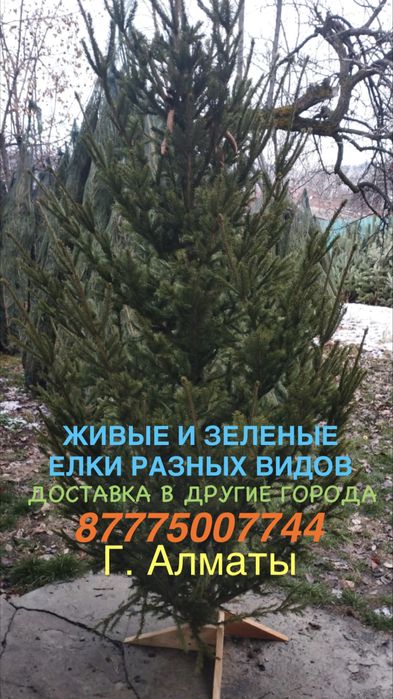 Живые Сосны и Ели. От 1.5 до 4 метров. В количестве + разных размеров.