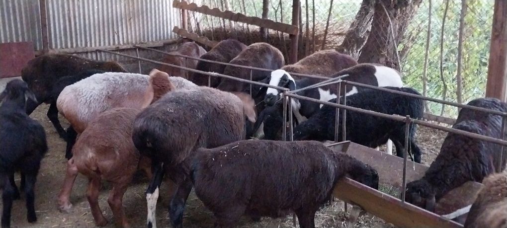 Киргиз зот куйлар сотилади