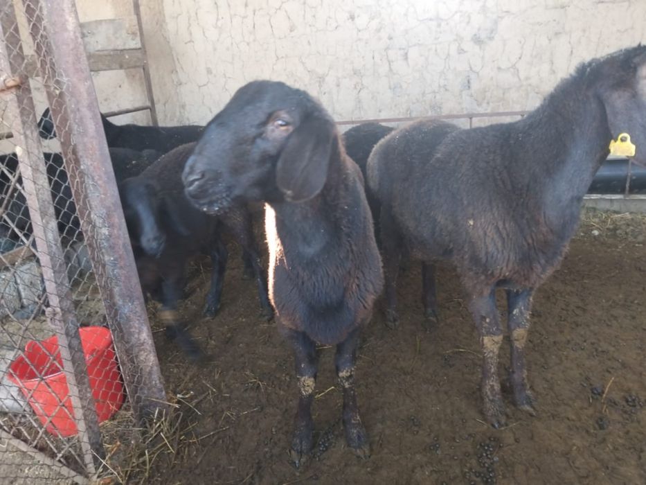 Қошқарлар бар 9 бас