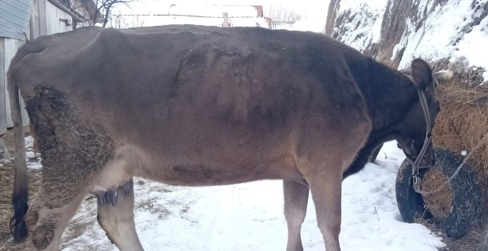 Vaca si vitel bruna monta