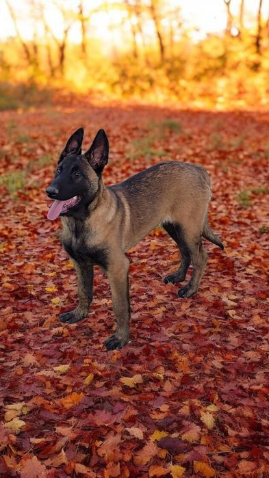 Ciobănesc belgian malinois femela