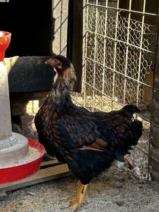 Wiandotte rosu negru