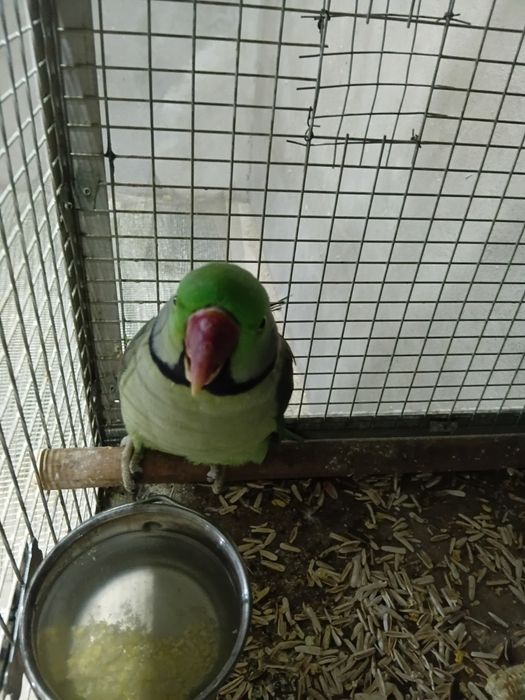 Aleksandr nar sotiladi