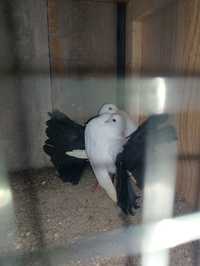 Schimb porumbei înfoiați originali cu coada neagra
