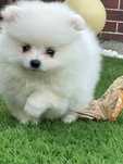 Pomeranian mini spitz