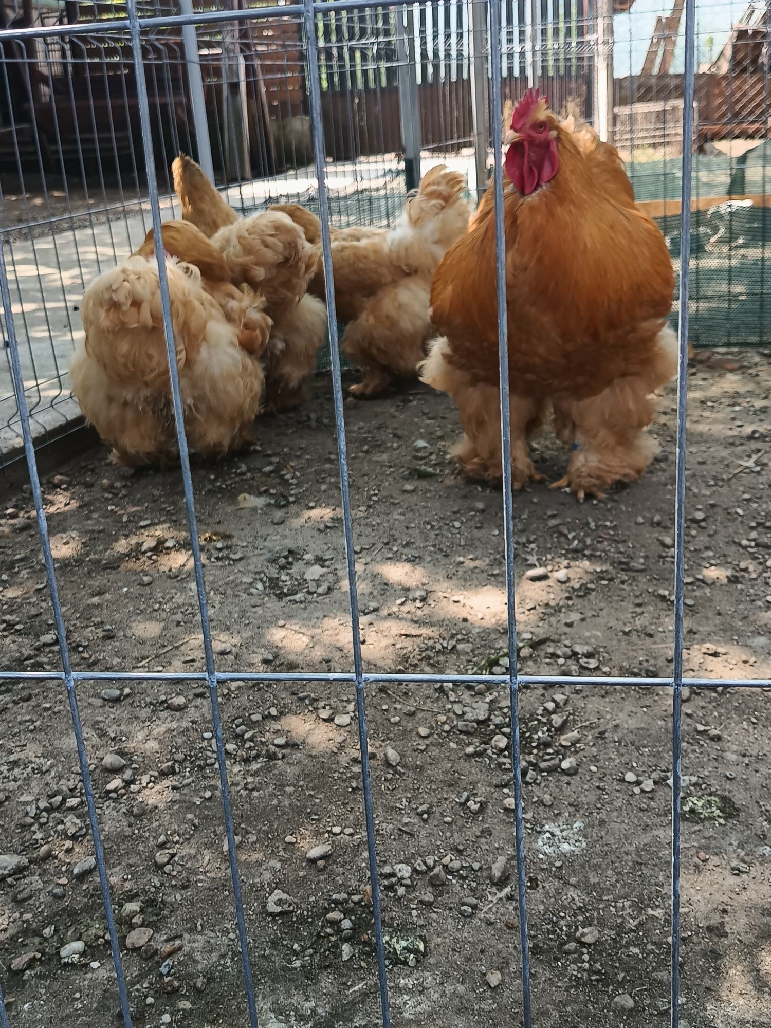 Cochinchina urias