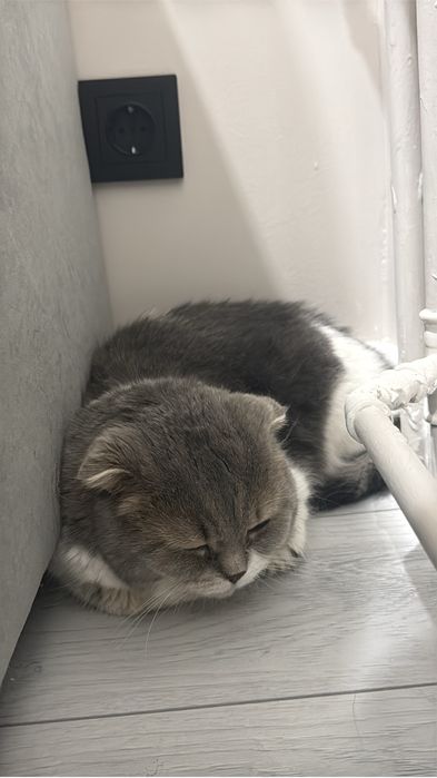 шотландский котт