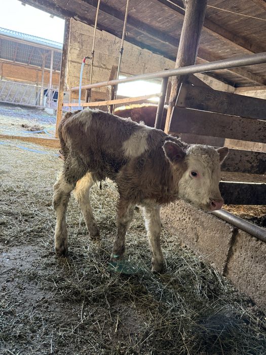 Vand doua vitele si un tauras