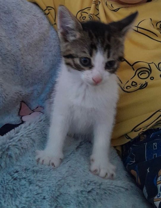 Pisicuța spre adopție