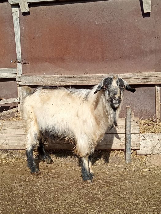 Теке сатылады.Жагдайы жаксы