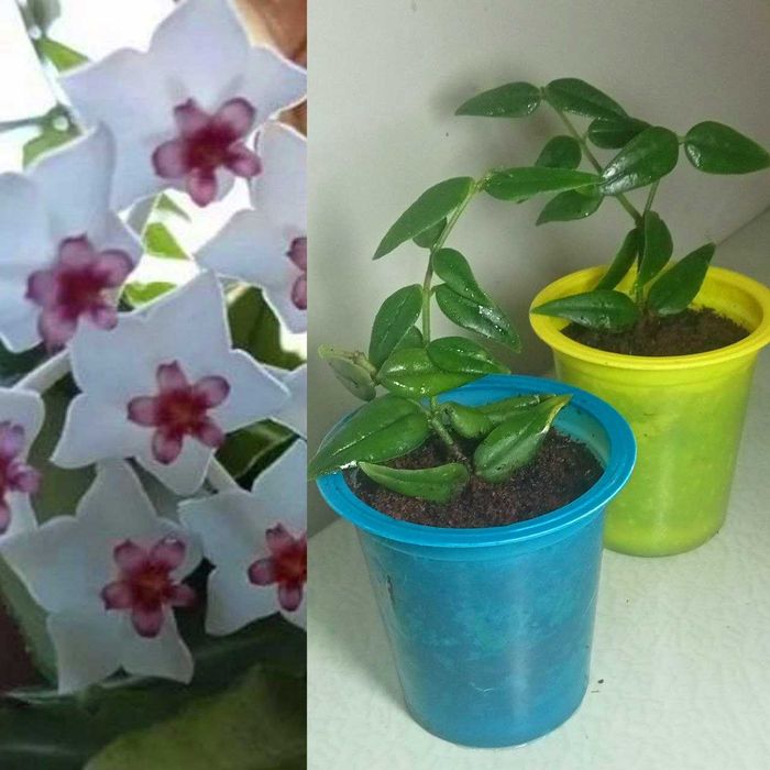 Продам. Хойя  Белла прекрасная –  редкое красиво цветущее растение.