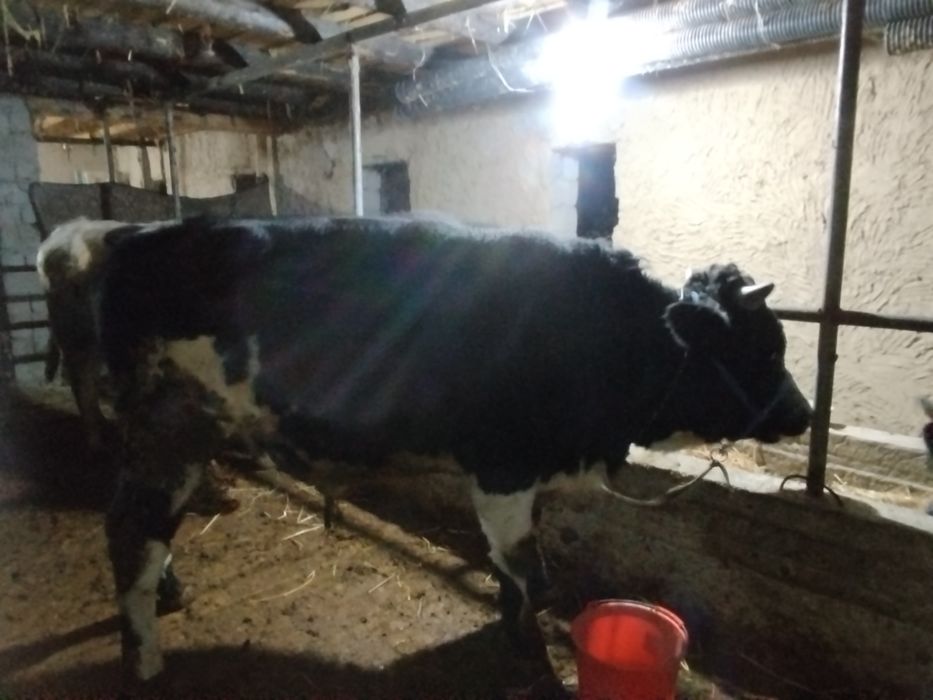 Boqma novoslar sotiladi tish buzmagan xali