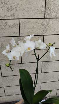 Орхидея белая мульти