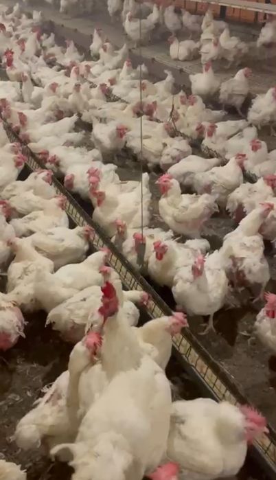 Găini albe de carne