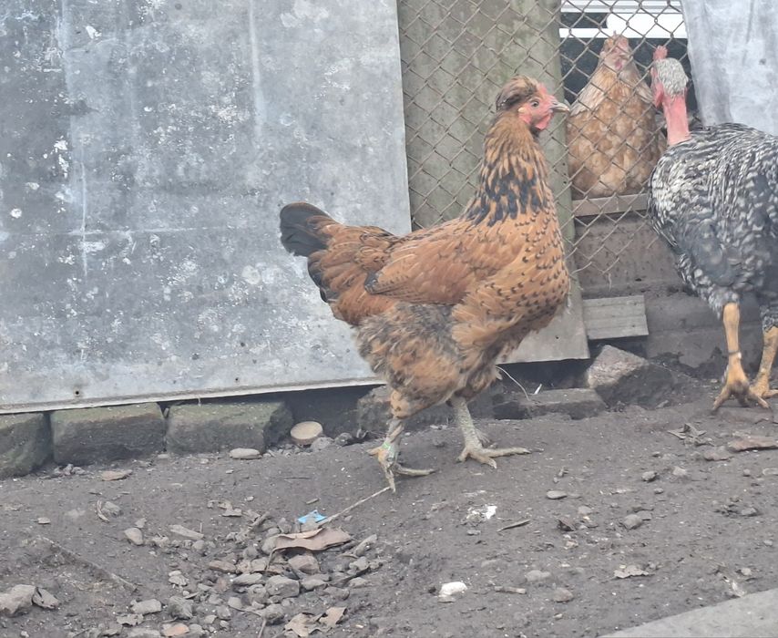 Vand cocoș și puicuțe