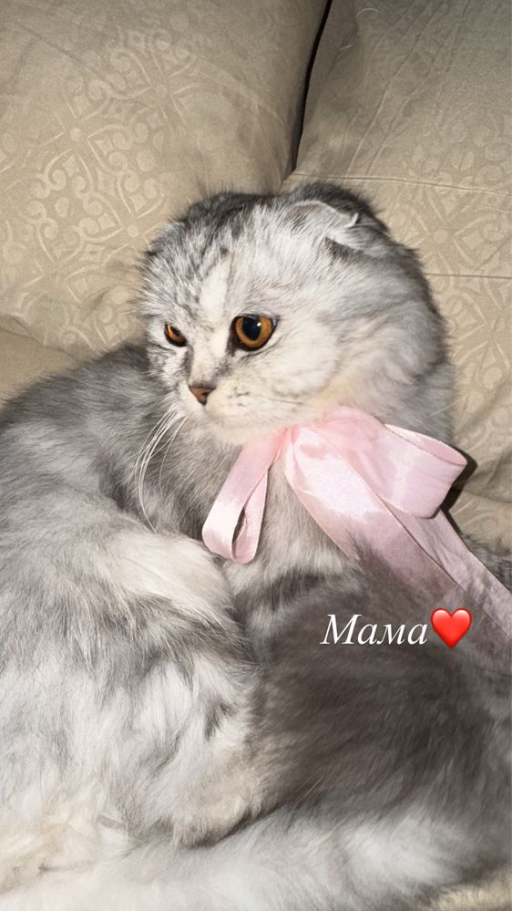 Элитные Шотландские котят