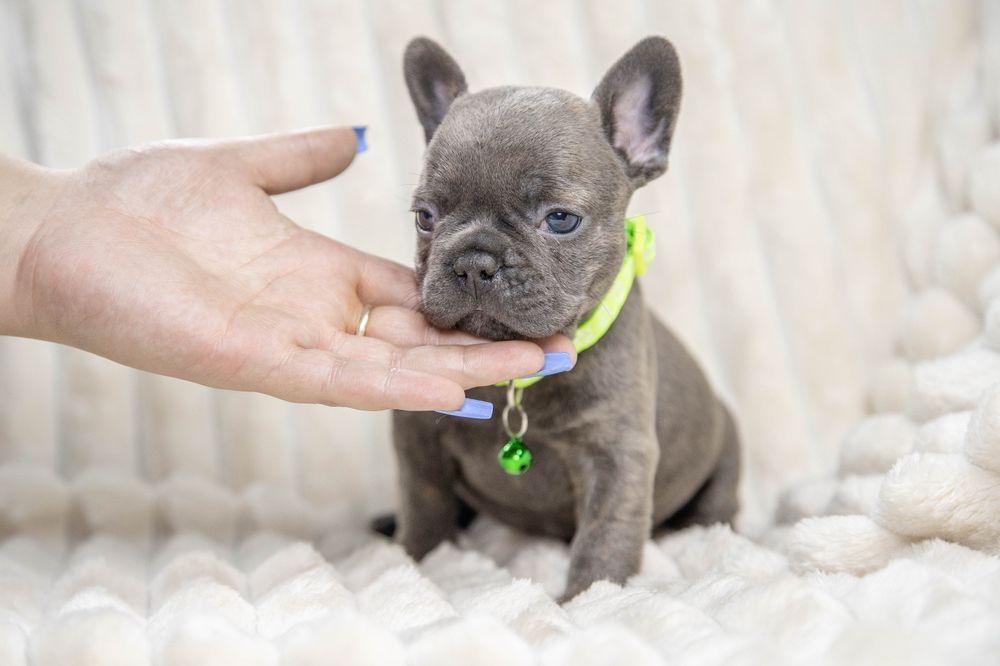 bulldog francez blue