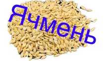Ячмень оптом доставка