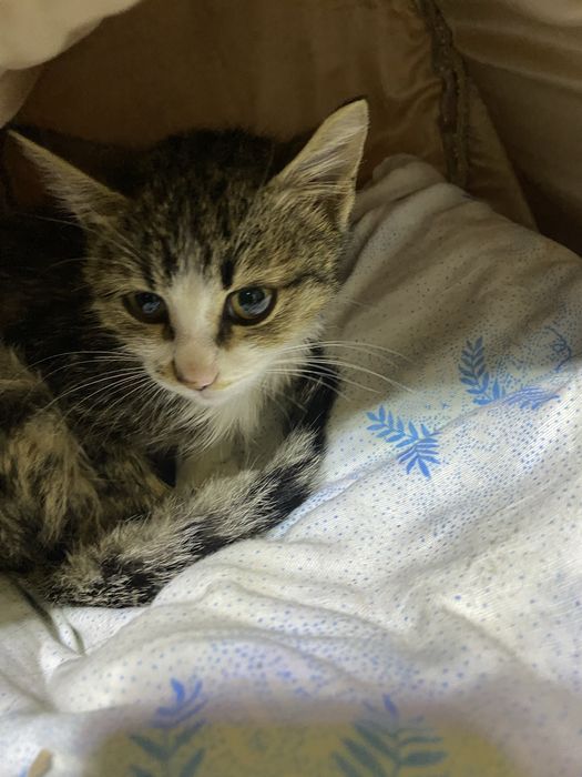 отдаю котенка, маленький, ласковый и красивый