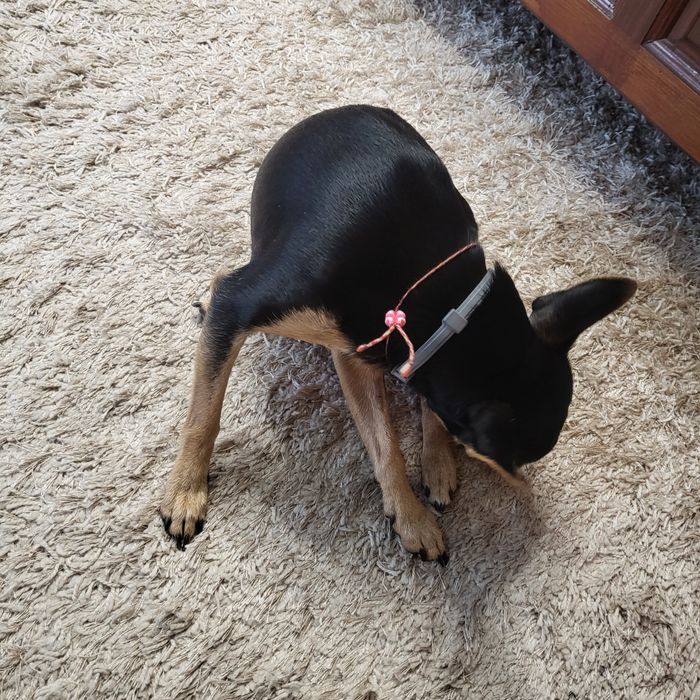 Пинчер немски сърнист