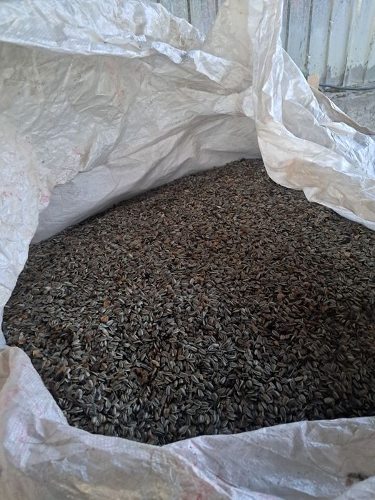 Floarea soarelui alba