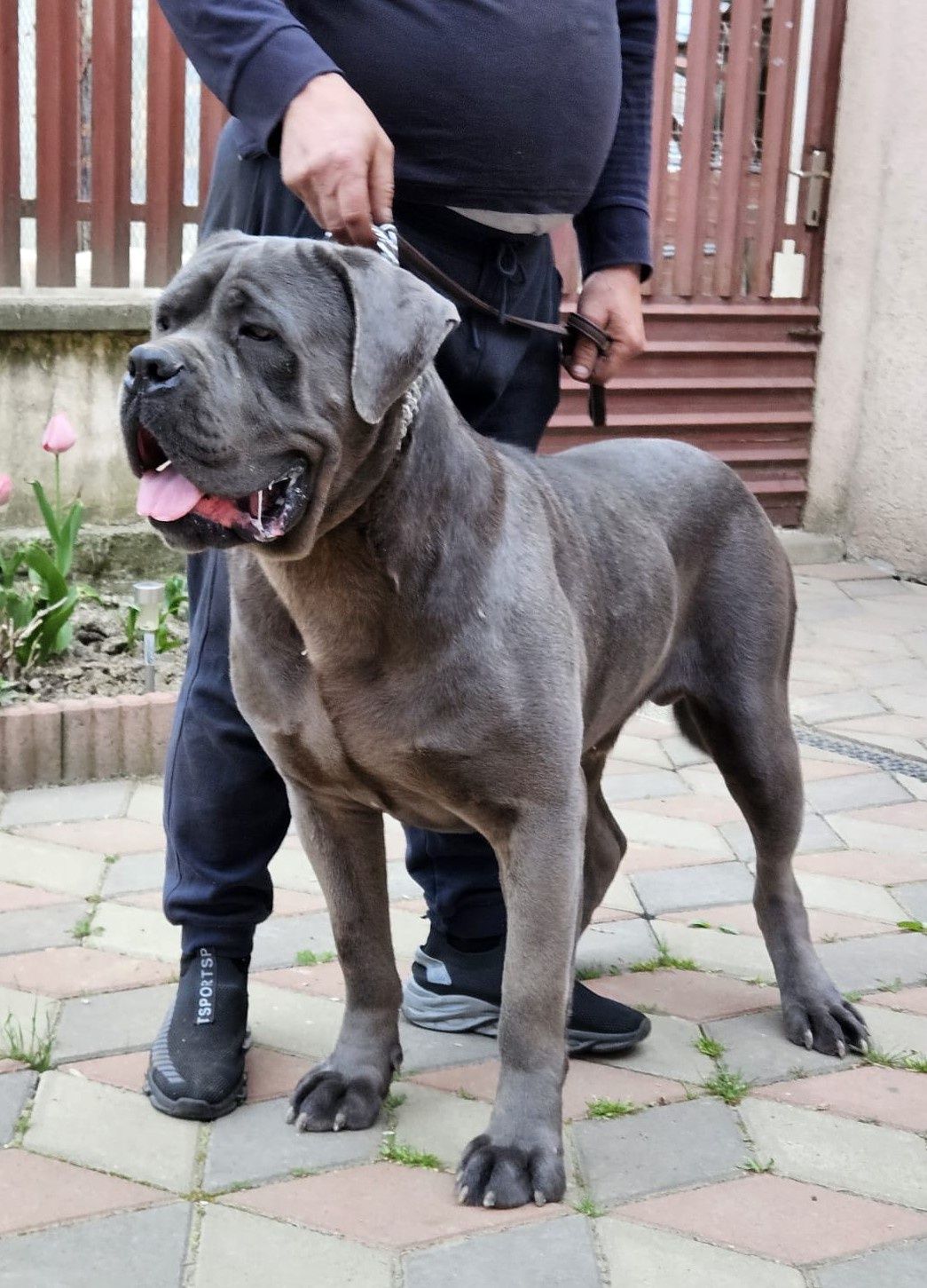 Femela Cane Corso cu Pedigree