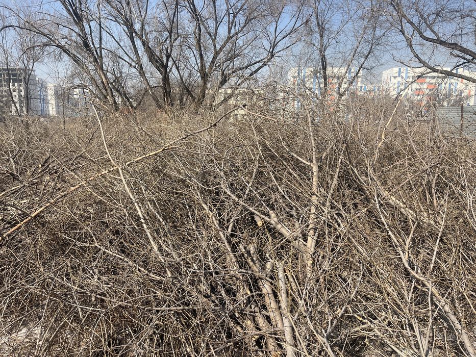 Ветки карагача отдам