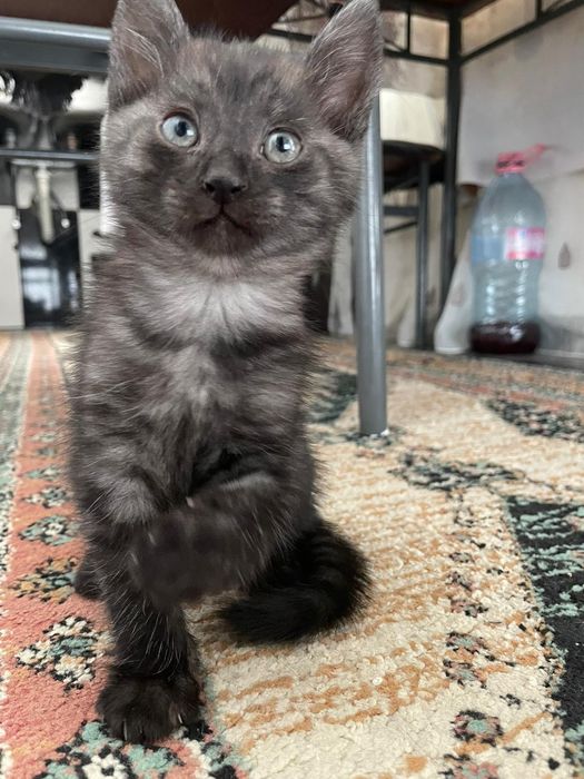 Ofer spre adopție 3 băieți de pisica!