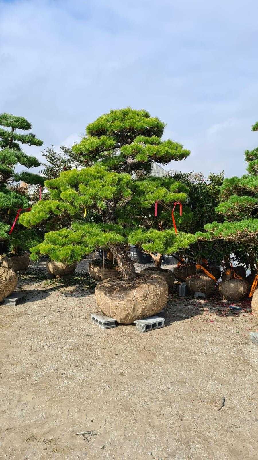 Bonsai Plante Ornamentale