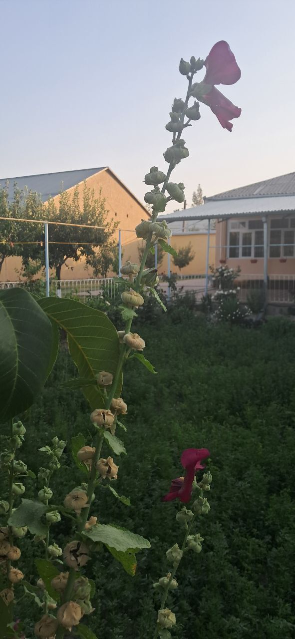 Bulungur shahridagi uy