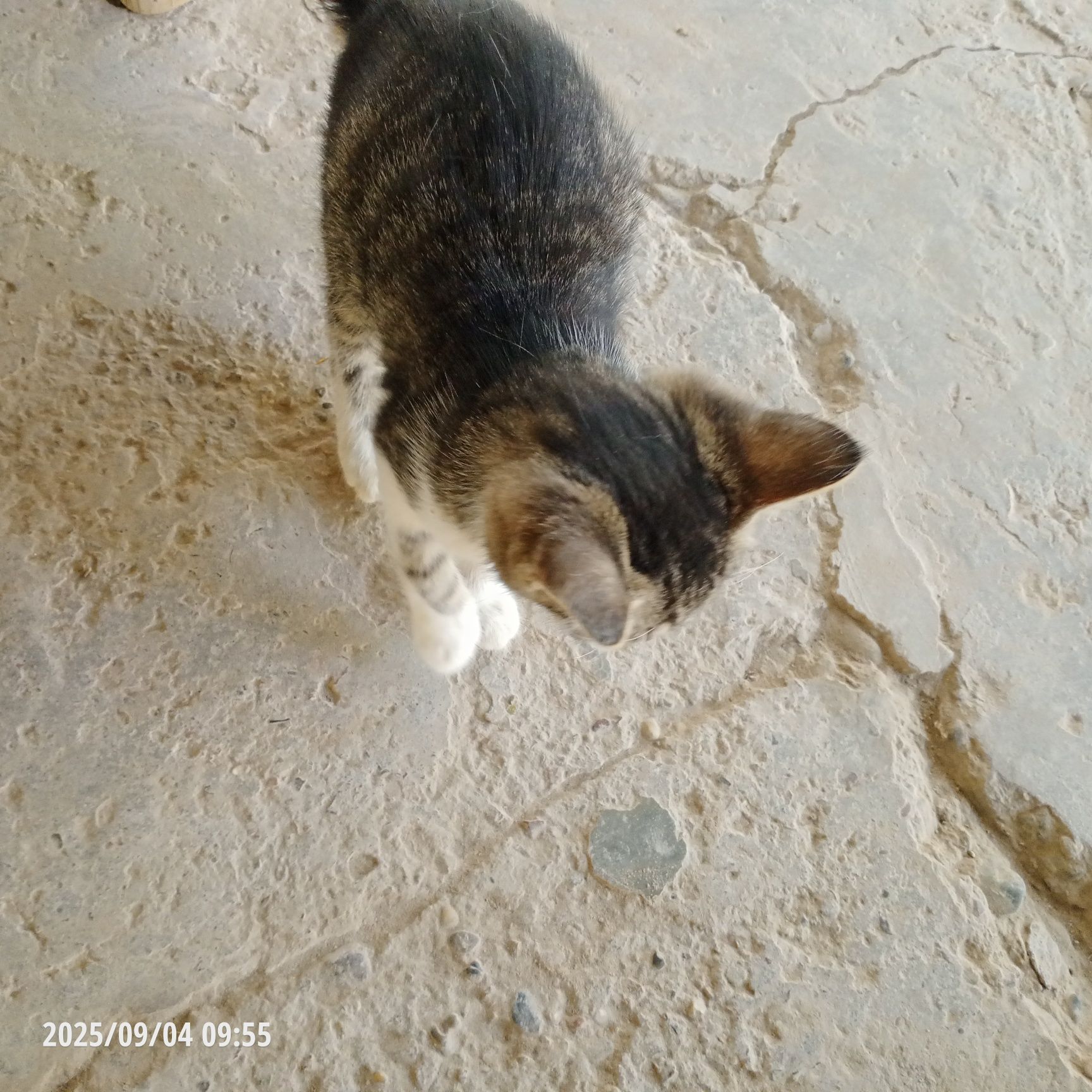 Отдам котят в добрые руки.