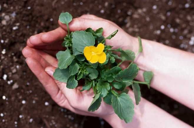 Тор -Почвена смес Компост УНИВЕРСАЛНА за отглеждане на зеленчуци цветя
