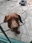 caine Tekel spre adoptie