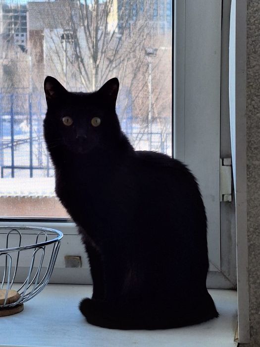 ПОТЕРЯЛСЯ КОТ! 21-22 мая ушёл из дома по адресу Майлина 7/1