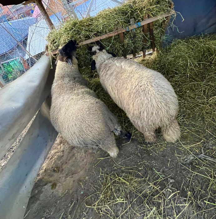 Vand miei Suffolk - femele, mascul