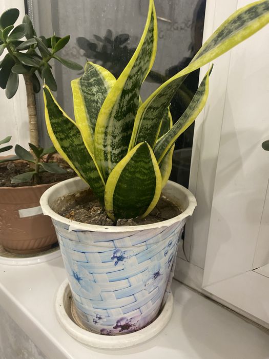 Цветы комнатные