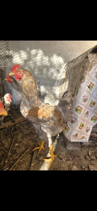 Петли петлета  и кокошки от стари български породи