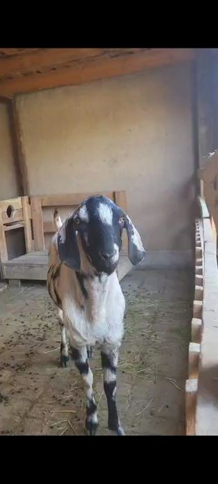 Таза Нуб теке.  Әр ешкіні қашыру 10000₸