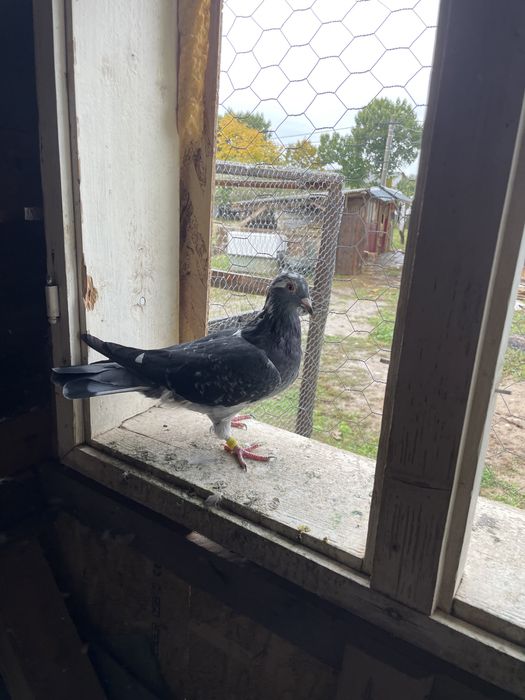 Vand porumbei viiajori inelati