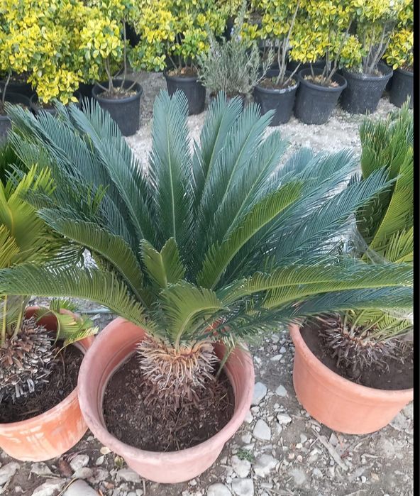 Plange ornamentale de diferite varietatii